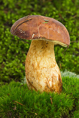 Image showing Boletus