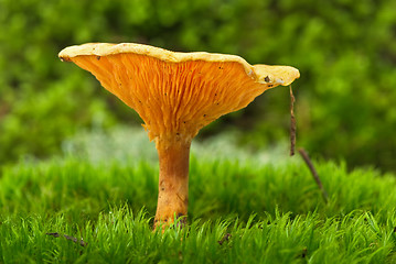 Image showing False chanterelle agaric