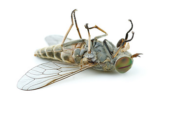 Image showing Dead gadfly