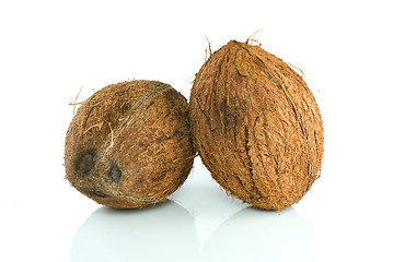 Image showing Pair of coconuts