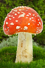 Image showing Fly agaric 