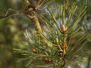 Image showing pine tree needles