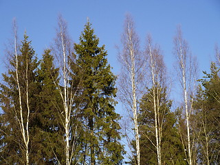 Image showing trees