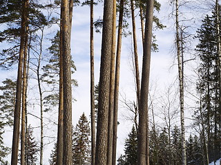 Image showing forest