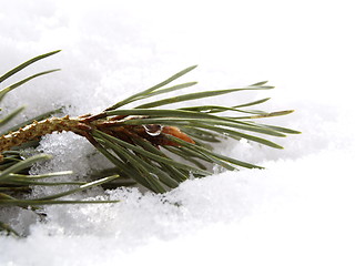Image showing pine branch in snow
