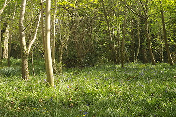 Image showing Irish woodland