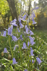 Image showing bluebells