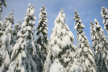 Image showing Winter in the forrest.