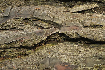 Image showing redwood bark