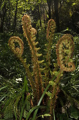 Image showing woodland fern