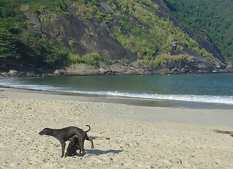 Image showing Dogs in Itaipu beach