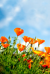 Image showing Orange Poppies Field 