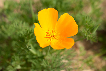 Image showing Orange Poppie