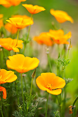 Image showing Orange Poppies Field 