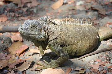 Image showing Iguana