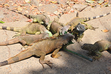 Image showing Iguana