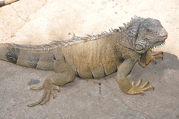 Image showing Iguana