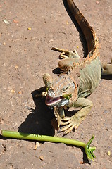 Image showing Iguana