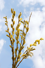 Image showing Bouquet of flowering willow branches
