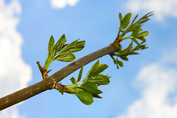 Image showing Elder branch against sky