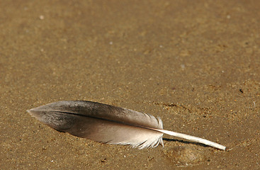 Image showing Beach Feather