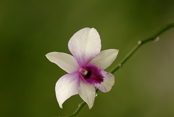 Image showing Orchid