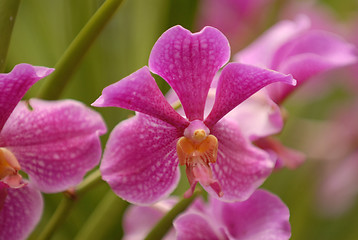 Image showing Orchid