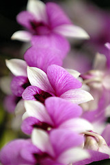 Image showing Orchid