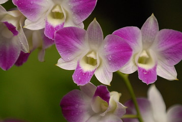 Image showing Orchids