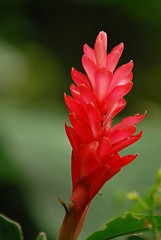 Image showing Ginger Flower