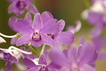 Image showing Purple Orchids