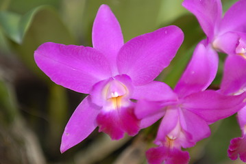 Image showing Orchids