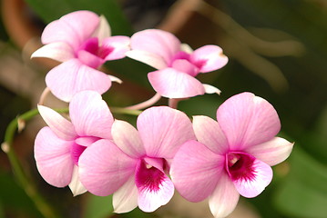 Image showing Stripe Orchids