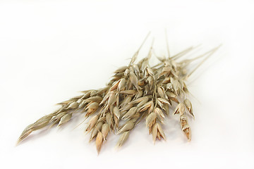 Image showing Oats