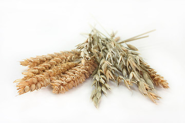 Image showing Wheat and oats