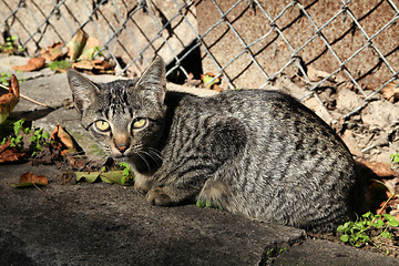 Image showing Tabby cat