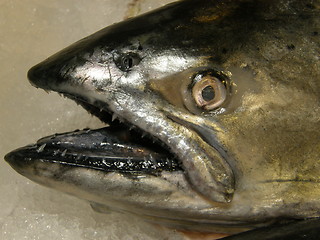 Image showing Fresh Fish