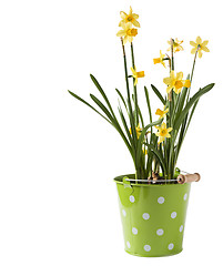 Image showing Daffodils