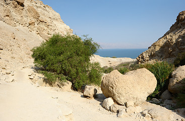 Image showing Ein Gedi Nature Reserve