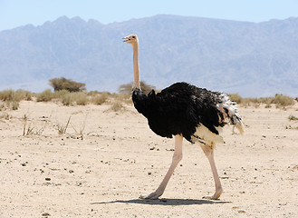 Image showing African ostrich