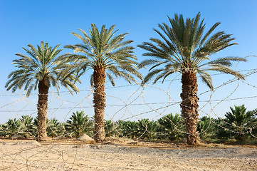 Image showing Plantation of date palms in the Arava desert