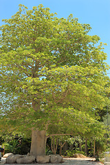 Image showing Baobab tree