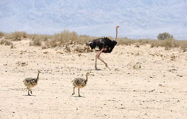 Image showing African ostrich and ostrich chick 