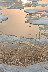 Image showing Reed and golden water