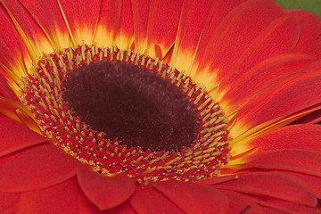 Image showing Red Gerbera