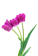 Image showing Three purple tulips