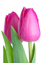 Image showing Pair of pink tulips