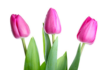 Image showing Three pink tulips 