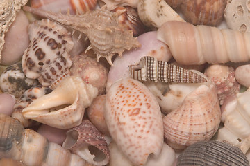 Image showing Sea shells