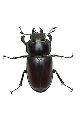 Image showing Crawling  female stag beetle (Lucanus cervus) 